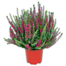 Produktbild »Heidekraut Calluna Twin-Girls zweifarbig«