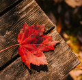 Herbstvorbereitungen<br/>in Ihrem Garten