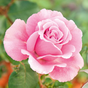 /ext/img/product/angebote/24_06_26/100_freiland-rose_wo_1.jpg