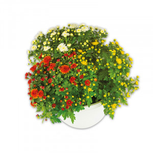 /ext/img/product/angebote/24_10_16/100_trio-chrysantheme-multiflora_wo_1.jpg