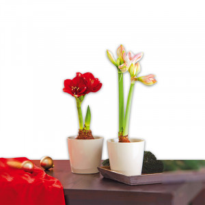 /ext/img/product/angebote/24_11_06/100_amaryllis_1.jpg