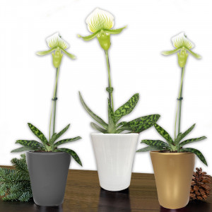 /ext/img/product/angebote/24_11_06/100_exklusive-orchideen-besonderheit_wo_1.jpg