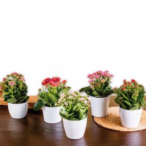 /ext/img/product/angebote/24_11_06/100_kalanchoe-calandiva_wo_1.jpg