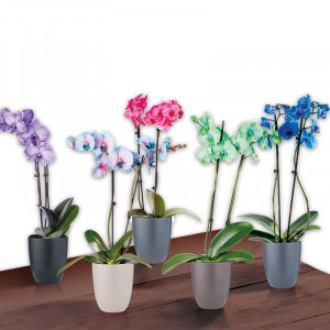 /ext/img/product/angebote/24_11_06/100_wonder-mix-orchidee_wo_1.jpg