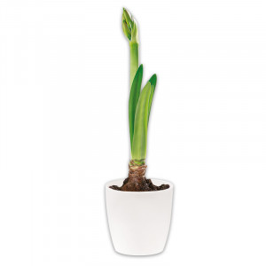 /ext/img/product/angebote/24_11_20/100_amaryllis_1.jpg