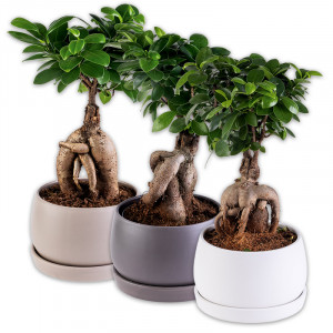 /ext/img/product/angebote/24_11_20/100_bonsai-schale_1.jpg