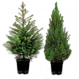 /ext/img/product/angebote/24_11_20/100_weihnachtsbaum_1.jpg