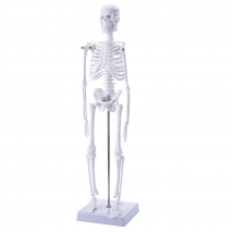 Anatomisches Skelett-Modell