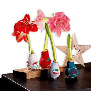 /ext/img/product/angebote/24_12_11/100_amaryllis_1.jpg