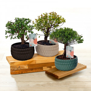 /ext/img/product/angebote/25_01_15/100_bonsai-schale_1.jpg