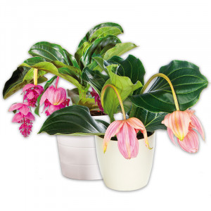 /ext/img/product/angebote/25_01_15/100_medinilla-magnifica_1.jpg