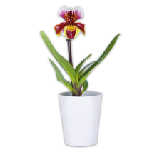 Orchidee Frauenschuh Paphiopedilum