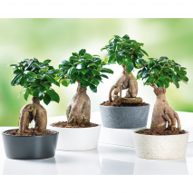 Bonsai Ficus Ginseng