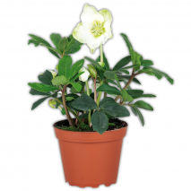 Produktbild »Christrose 'Helleborus'«