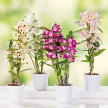 Produktbild »Dendrobium nobile«