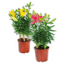 Produktbild »Asiatische Lilie«