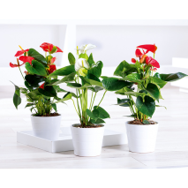 Produktbild »Flamingoblume 'Anthurie'«