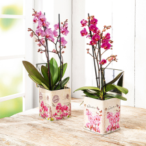 Produktbild »Phalaenopsis Multiflora«