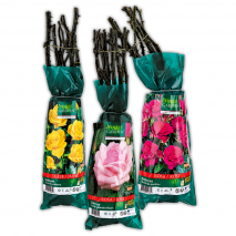 Produktbild »Gartenrose«