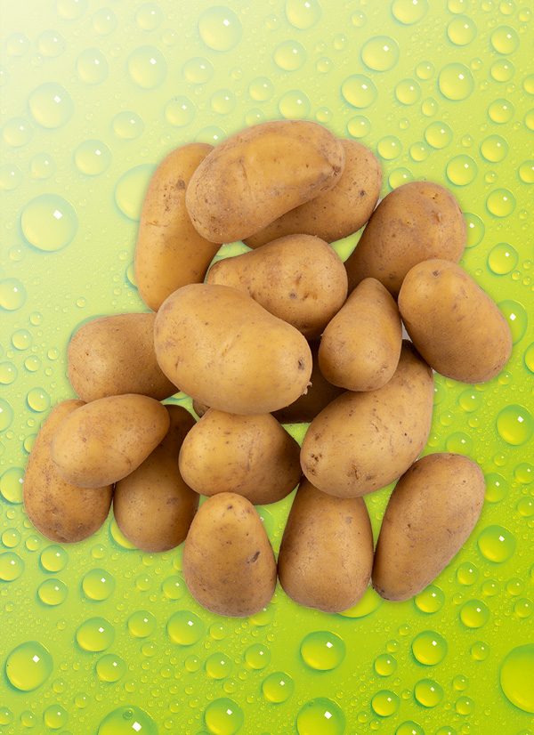Bio-Speisefrühkartoffeln - Lebensmittel-Discounter | GEMÜSE | OBST NORMA Angebote & | Ihr
